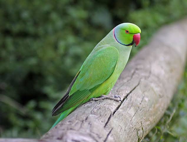 Yeşil papağanlar bakanlığın elinden ‘şimdilik’ kurtuldu haber görseli